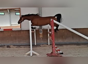 Bayerisches Warmblut, Stute, 4 Jahre, 167 cm, Brauner