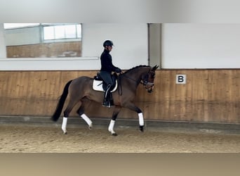 Bayerisches Warmblut, Stute, 4 Jahre, 168 cm, Brauner