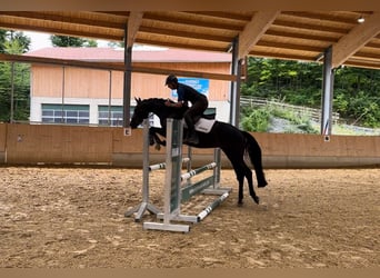 Bayerisches Warmblut, Stute, 4 Jahre, 168 cm, Rappe