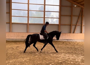 Bayerisches Warmblut, Stute, 4 Jahre, 168 cm, Rappe