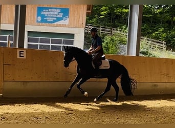Bayerisches Warmblut, Stute, 4 Jahre, 168 cm, Rappe
