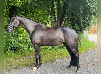 Bayerisches Warmblut, Stute, 4 Jahre, 168 cm, Rappe