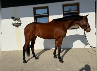 Bayerisches Warmblut, Stute, 4 Jahre, 175 cm, Brauner