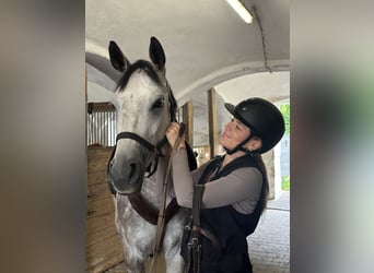 Bayerisches Warmblut, Stute, 5 Jahre, 164 cm, Apfelschimmel