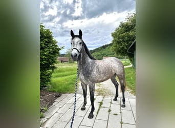 Bayerisches Warmblut, Stute, 5 Jahre, 164 cm, Apfelschimmel