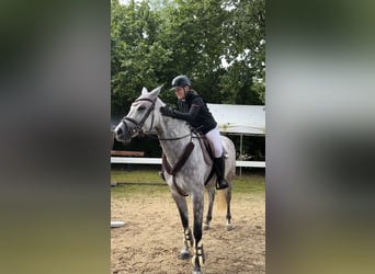 Bayerisches Warmblut, Stute, 5 Jahre, 164 cm, Apfelschimmel