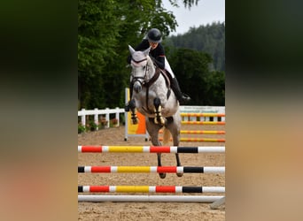 Bayerisches Warmblut, Stute, 5 Jahre, 164 cm, Apfelschimmel