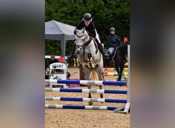 Bayerisches Warmblut, Stute, 5 Jahre, 164 cm, Apfelschimmel