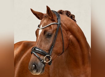 Bayerisches Warmblut, Stute, 5 Jahre, 165 cm, Fuchs