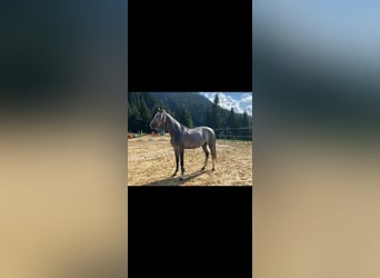 Bayerisches Warmblut, Stute, 5 Jahre, 165 cm, Schimmel