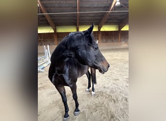 Bayerisches Warmblut, Stute, 5 Jahre, 165 cm, Schwarzbrauner