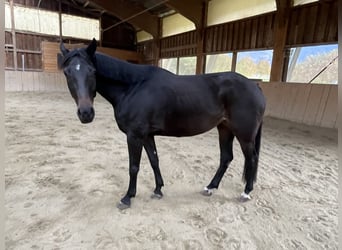 Bayerisches Warmblut, Stute, 5 Jahre, 165 cm, Schwarzbrauner
