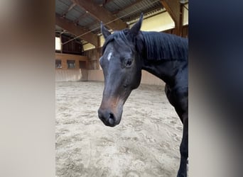 Bayerisches Warmblut, Stute, 5 Jahre, 165 cm, Schwarzbrauner