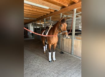 Bayerisches Warmblut, Stute, 5 Jahre, 166 cm, Brauner