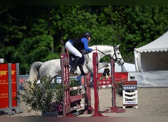 Bayerisches Warmblut, Stute, 5 Jahre, 168 cm, Schimmel