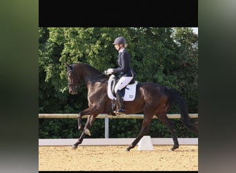 Bayerisches Warmblut, Stute, 5 Jahre, 170 cm, Rappe