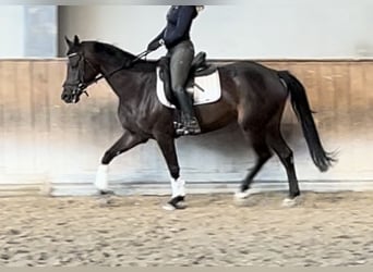 Bayerisches Warmblut, Stute, 6 Jahre, 160 cm, Brauner