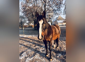 Bayerisches Warmblut, Stute, 6 Jahre, 162 cm