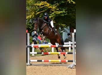 Bayerisches Warmblut, Stute, 6 Jahre, 163 cm, Brauner