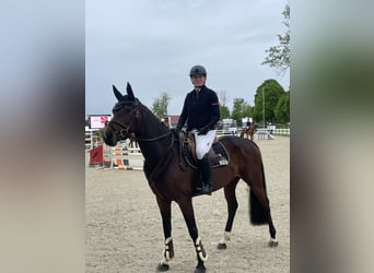 Bayerisches Warmblut, Stute, 6 Jahre, 163 cm, Brauner