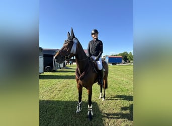 Bayerisches Warmblut, Stute, 6 Jahre, 163 cm, Brauner