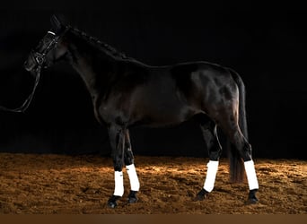 Bayerisches Warmblut, Stute, 6 Jahre, 163 cm, Schwarzbrauner