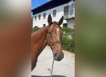 Bayerisches Warmblut, Stute, 6 Jahre, 165 cm, Fuchs