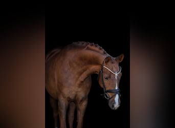 Bayerisches Warmblut, Stute, 6 Jahre, 167 cm, Dunkelfuchs