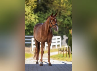 Bayerisches Warmblut, Stute, 6 Jahre, 167 cm, Dunkelfuchs