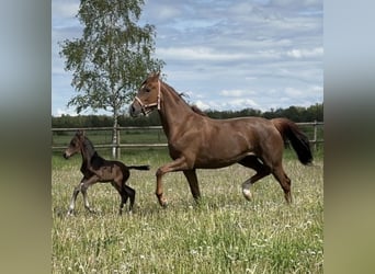 Bayerisches Warmblut, Stute, 6 Jahre, 167 cm, Fuchs