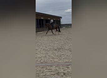 Bayerisches Warmblut, Stute, 6 Jahre, 168 cm, Dunkelfuchs