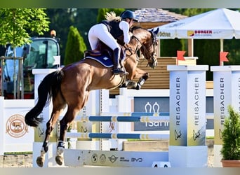 Bayerisches Warmblut, Stute, 6 Jahre, 170 cm, Brauner