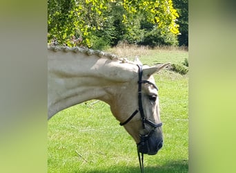 Bayerisches Warmblut, Stute, 6 Jahre, 170 cm, Palomino