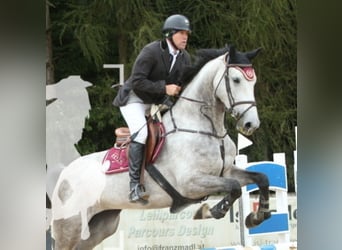 Bayerisches Warmblut, Stute, 6 Jahre, 176 cm, Apfelschimmel