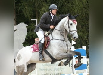 Bayerisches Warmblut, Stute, 6 Jahre, 176 cm, Apfelschimmel