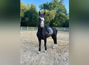 Bayerisches Warmblut, Stute, 7 Jahre, 161 cm, Rappe