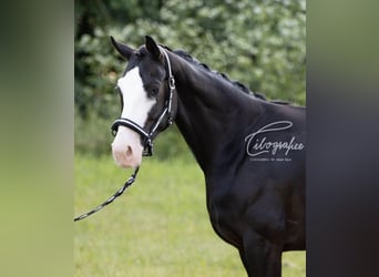 Bayerisches Warmblut, Stute, 7 Jahre, 162 cm, Rappe