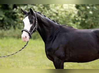 Bayerisches Warmblut, Stute, 7 Jahre, 162 cm, Rappe
