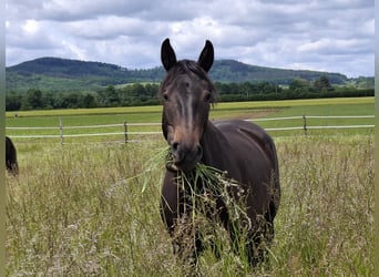 Bayerisches Warmblut Mix, Stute, 7 Jahre, 163 cm, Dunkelbrauner