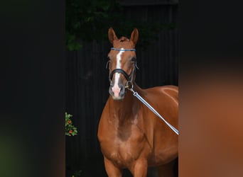 Bayerisches Warmblut, Stute, 7 Jahre, 182 cm, Fuchs