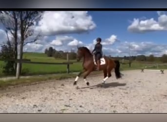 Bayerisches Warmblut, Stute, 8 Jahre, 172 cm, Brauner