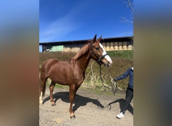 Bayerisches Warmblut, Stute, 9 Jahre, 162 cm, Fuchs