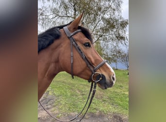 Bayerisches Warmblut, Stute, 9 Jahre, 169 cm, Brauner