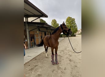 Bayerisches Warmblut, Stute, 9 Jahre, 170 cm, Brauner