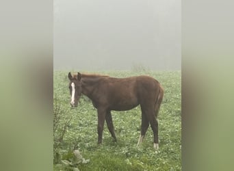 Bayerisches Warmblut, Stute, Fohlen (04/2025), 170 cm, Dunkelfuchs