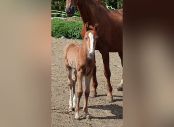 Bayerisches Warmblut, Stute, , 170 cm, Fuchs