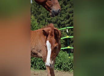 Bayerisches Warmblut, Stute, , 170 cm, Fuchs