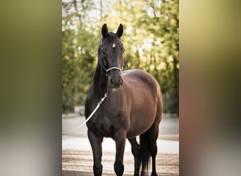 Bayerisches Warmblut, Wallach, 10 Jahre, 167 cm, Schwarzbrauner