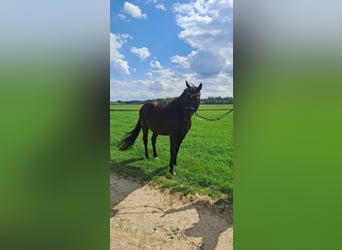 Bayerisches Warmblut, Wallach, 10 Jahre, 167 cm, Schwarzbrauner