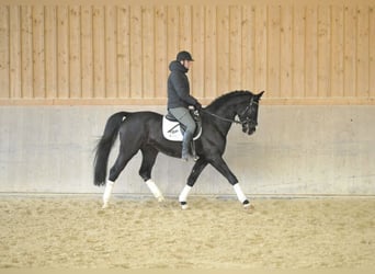 Bayerisches Warmblut, Wallach, 10 Jahre, 170 cm, Rappe